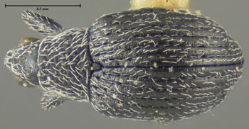 Media type: image;   Entomology 25110 Aspect: habitus dorsal view